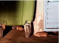 NEA-tackle-rat-problem-ST-photo.jpg